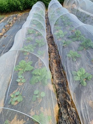 행운목(이옥도)님의 배추 · 영농일지 작성글 사진