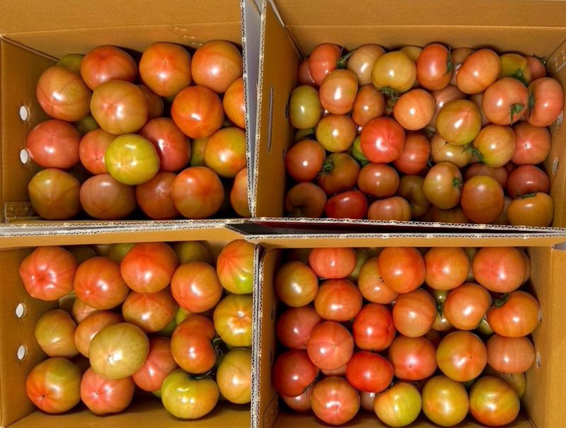 농부손녀님의 장터 판매 상품 [멋쟁이 토마토 5kg 10kg ] 첨부 사진