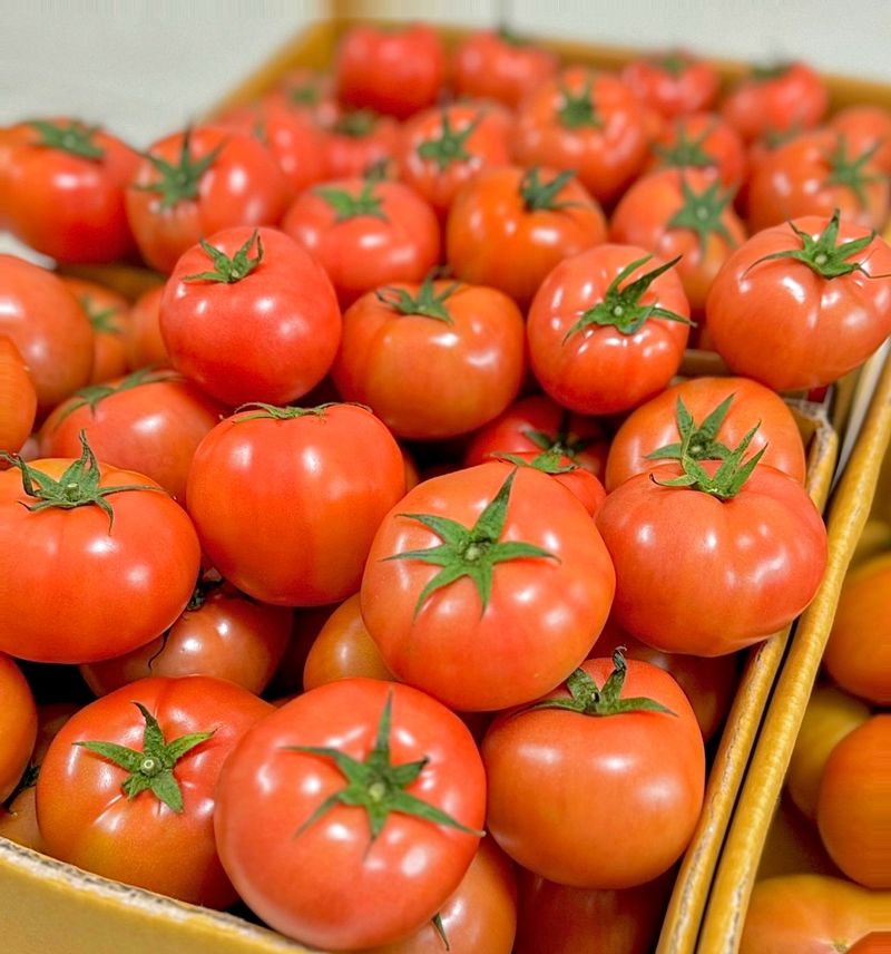 농부손녀님의 장터 판매 상품 [멋쟁이 토마토 5kg 10kg ] 첨부 사진