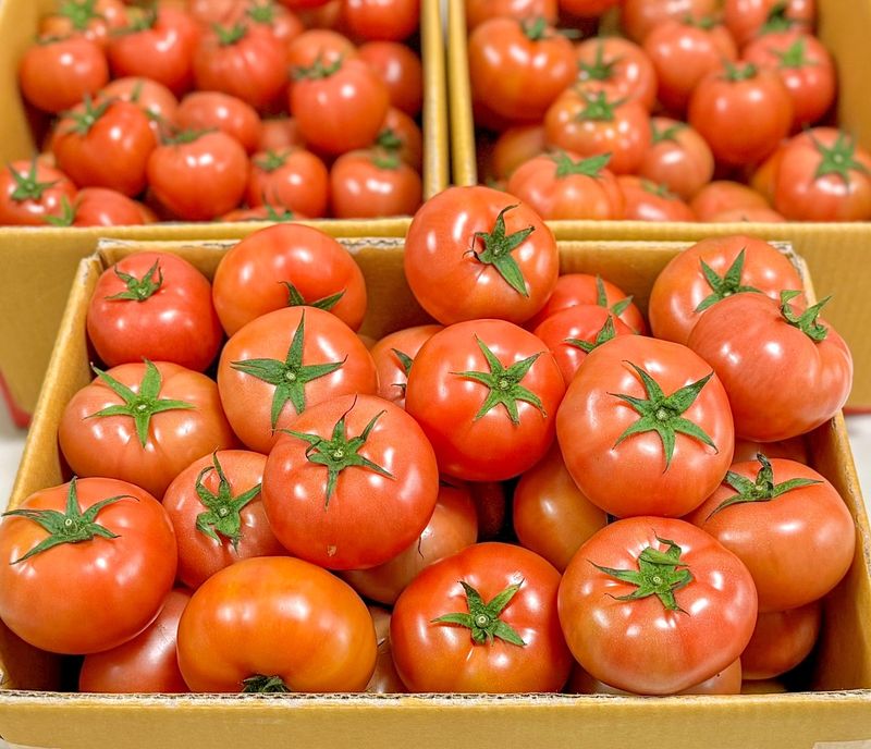 농부손녀님의 장터 판매 상품 [멋쟁이 토마토 5kg 10kg ] 첨부 사진