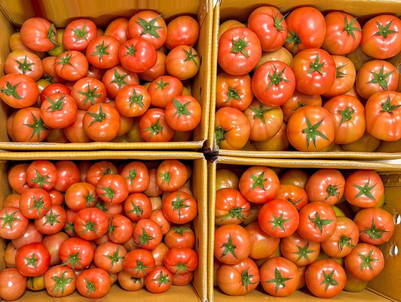 농부손녀님의 장터 판매 상품 [멋쟁이 토마토 5kg 10kg ] 첨부 사진