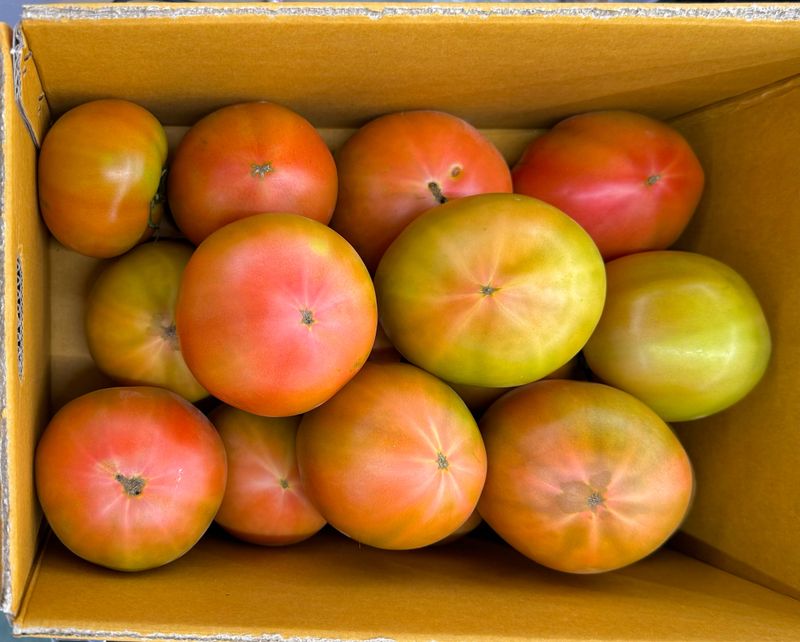 농부손녀님의 장터 판매 상품 [멋쟁이 토마토 5kg 10kg ] 첨부 사진