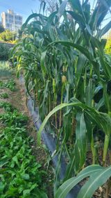 팜모닝 자유주제·자유게시판 게시글 이미지