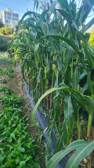 매실6483만물박사님의 자유주제 · 자유게시판 작성글 사진