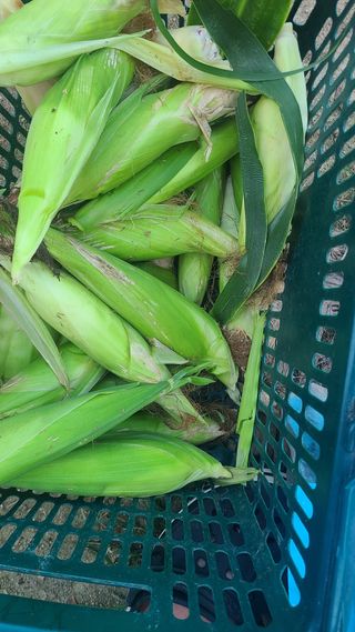 매실6483만물박사님의 자유주제 · 자유게시판 작성글 사진