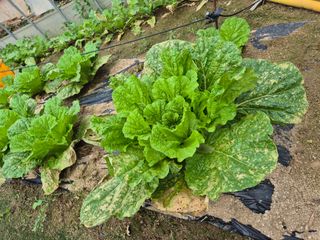 심관흠님의 배추 · 병해충상담 작성글 사진