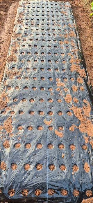 친정집같은언니님의 파 · 영농일지 작성글 사진