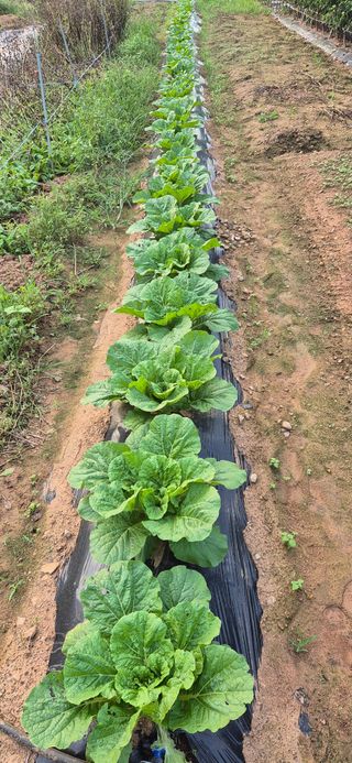 친정집같은언니님의 파 · 영농일지 작성글 사진