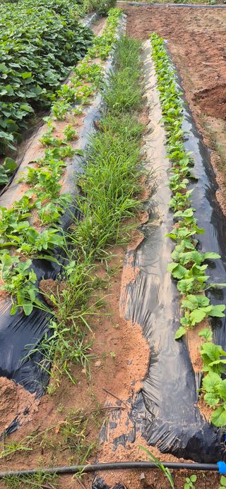 친정집같은언니님의 파 · 영농일지 작성글 사진