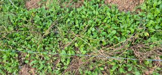 친정집같은언니님의 파 · 영농일지 작성글 사진