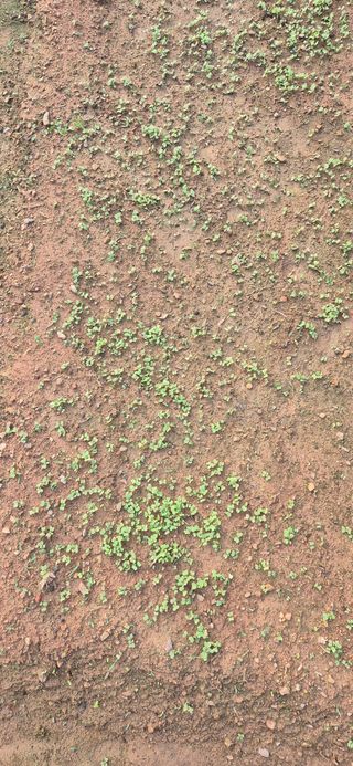 친정집같은언니님의 파 · 영농일지 작성글 사진