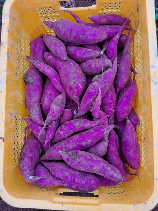 산이뜰(김정우)님의 팜모닝 · 출석 작성글 사진