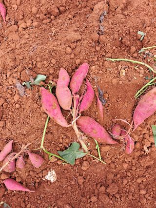 산이뜰(김정우)님의 팜모닝 · 출석 작성글 사진