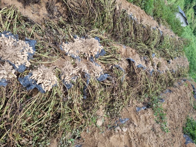 장터 상품 [피땅콩] 썸네일