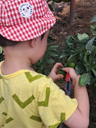 문윤자님의 귤 · 영농일지 작성글 사진