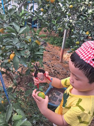 문윤자님의 귤 · 영농일지 작성글 사진