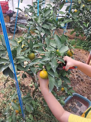 문윤자님의 귤 · 영농일지 작성글 사진