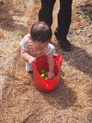문윤자님의 귤 · 영농일지 작성글 사진