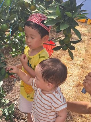 문윤자님의 귤 · 영농일지 작성글 사진