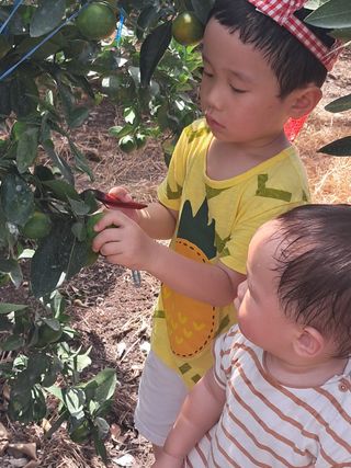 문윤자님의 귤 · 영농일지 작성글 사진