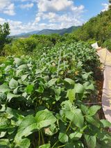 팜모닝 콩·영농일지 게시글 이미지