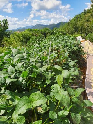 김재원님의 콩 · 영농일지 작성글 사진