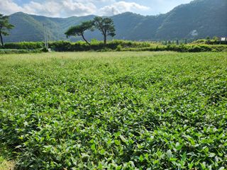 호산님의 콩 · 영농일지 작성글 사진
