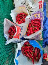 팜모닝 고추·영농일지 게시글 이미지