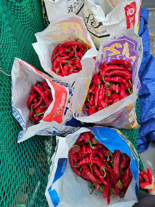 도초보룡호님의 고추 · 영농일지 작성글 사진