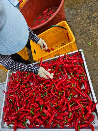 도초보룡호님의 고추 · 영농일지 작성글 사진