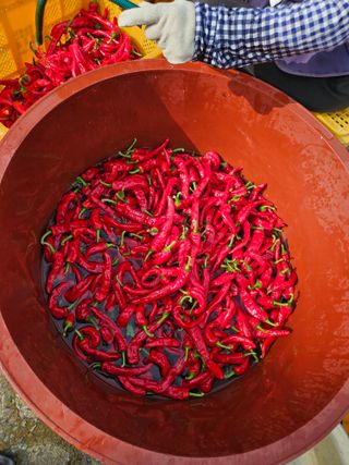 도초보룡호님의 고추 · 영농일지 작성글 사진