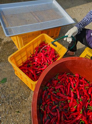 도초보룡호님의 고추 · 영농일지 작성글 사진