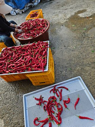 도초보룡호님의 고추 · 영농일지 작성글 사진