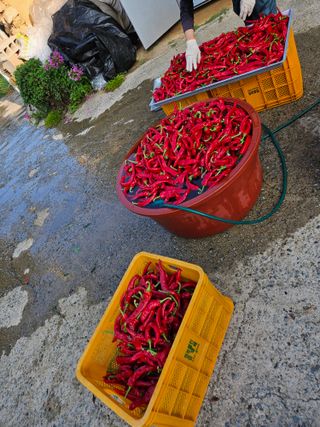 도초보룡호님의 고추 · 영농일지 작성글 사진
