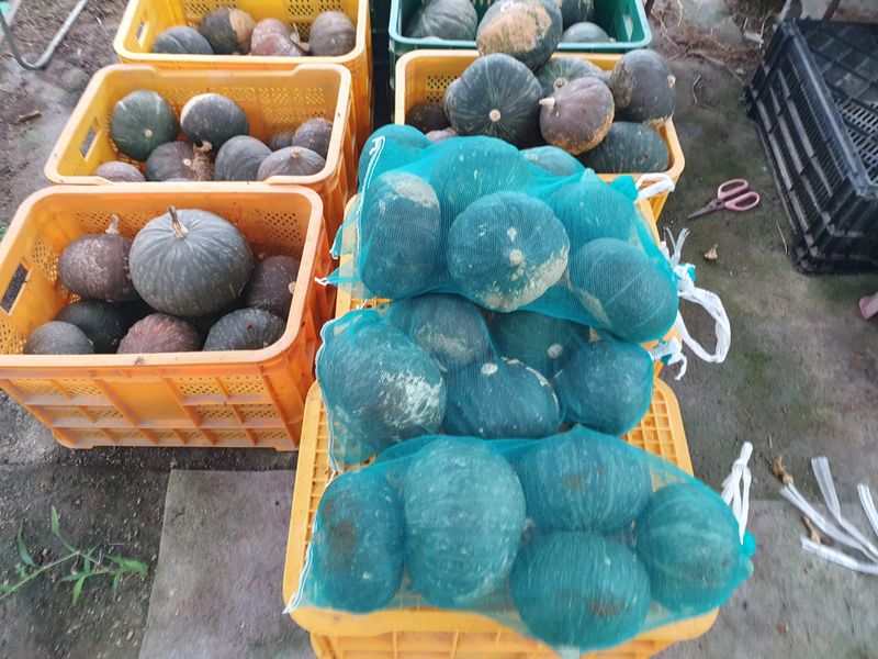 장터 상품 [단호박 ] 썸네일