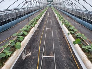 정융희님의 오이 · 자유게시판 작성글 사진