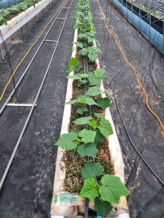 정융희님의 오이 · 자유게시판 작성글 사진