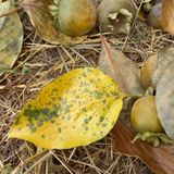 팜모닝 감·병해충상담 게시글 이미지