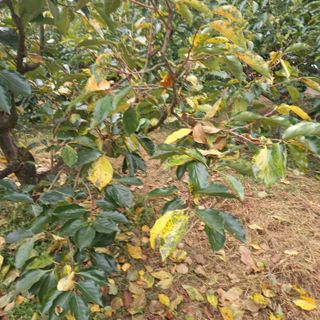 박철용 님의 감 · 병해충상담 작성글 사진