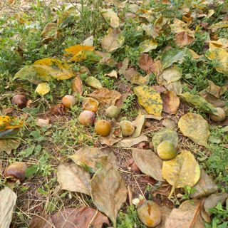 박철용 님의 감 · 병해충상담 작성글 사진