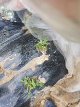 팜모닝 배추·영농일지 게시글 이미지