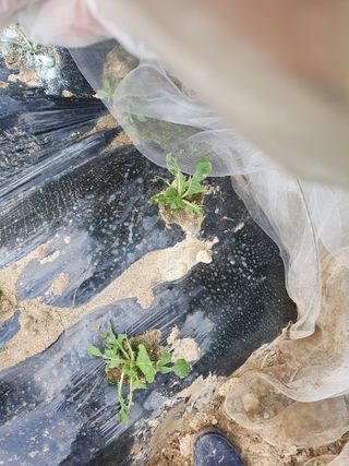 김양석님의 배추 · 영농일지 작성글 사진