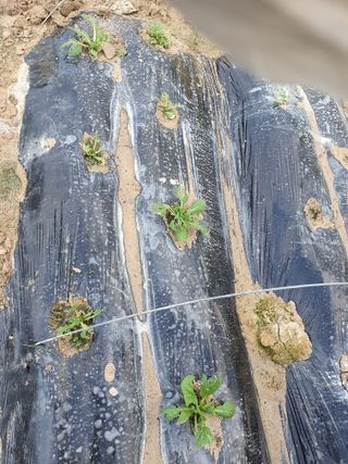 김양석님의 배추 · 영농일지 작성글 사진