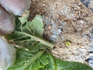 김양석님의 배추 · 영농일지 작성글 사진