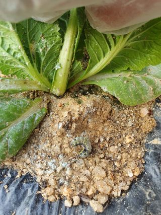 김양석님의 배추 · 영농일지 작성글 사진