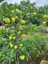 팜모닝 사과·영농일지 게시글 이미지