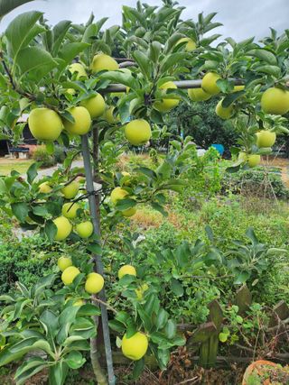 김복렬님의 사과 · 영농일지 작성글 사진