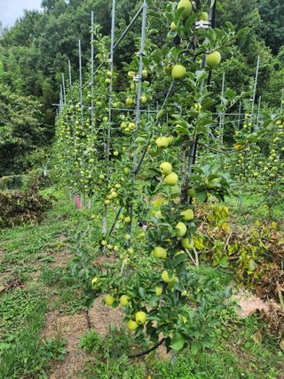 김복렬님의 사과 · 영농일지 작성글 사진