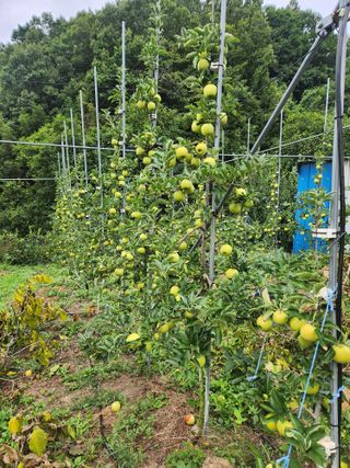 김복렬님의 사과 · 영농일지 작성글 사진