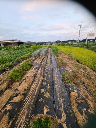 연승흠님의 기타작물 · 영농일지 작성글 사진